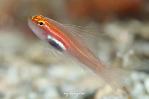 シロオビイソハゼ