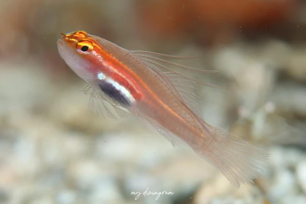 シロオビイソハゼ