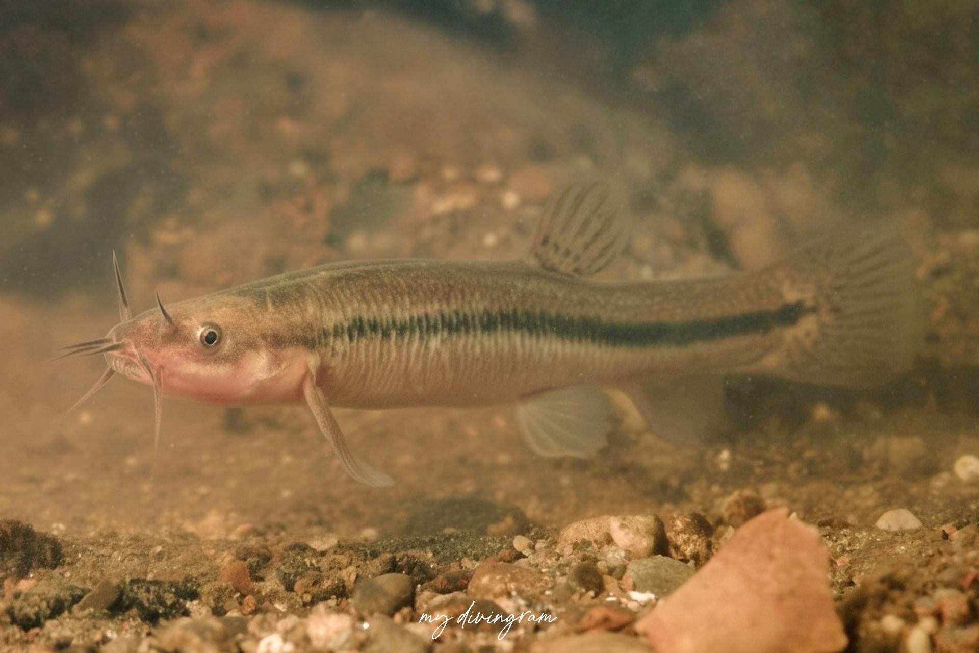 エゾホトケドジョウ