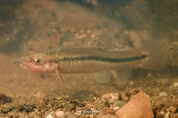 エゾホトケドジョウ