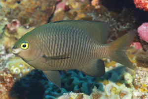 ヨロンスズメダイ