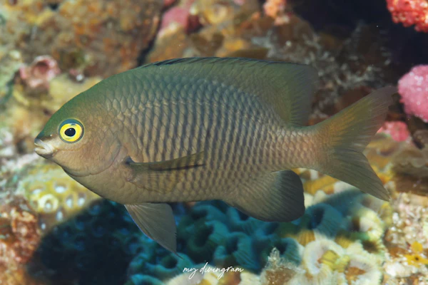 ヨロンスズメダイ