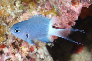 シコクスズメダイ