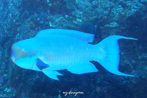 ナンヨウブダイ