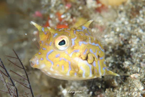 シマウミスズメ