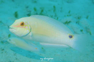 ミツボシキュウセン