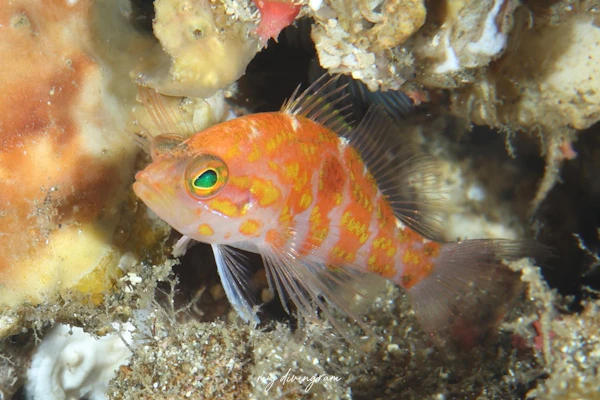 ヒノマルハナダイ