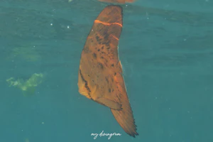 ナンヨウツバメウオ