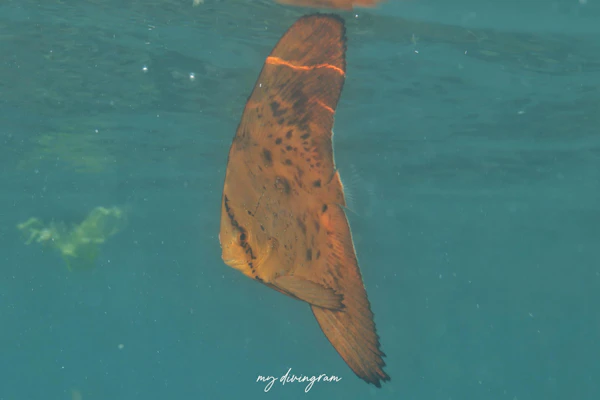 ナンヨウツバメウオ