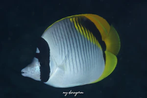 ニセフウライチョウチョウウオ