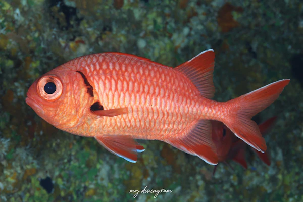 ツマリマツカサ