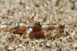 サンドスロープゴビー