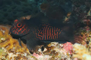 イナズマタテガミカエルウオ