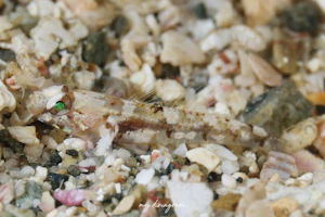 ヨリメハゼ属の1種-3