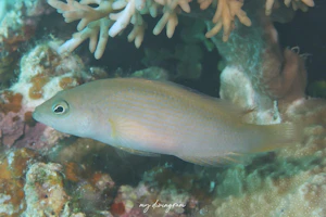 セダカニセメギス