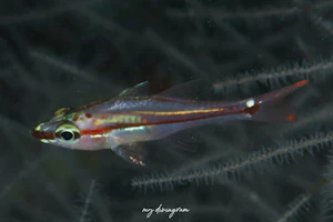 カブラヤテンジクダイ