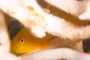 アカネダルマハゼ