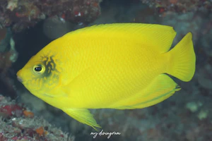 ヘラルドコガネヤッコ