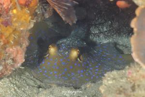 ブルースポットスティングレイ