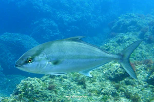 ヒレナガカンパチ