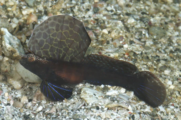 ホタテツノハゼ