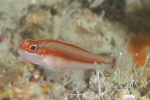 ブラックベリーピグミーゴビー