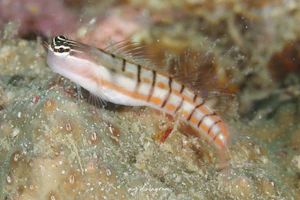 フィリピンブレニー