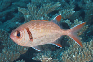 クロオビマツカサ