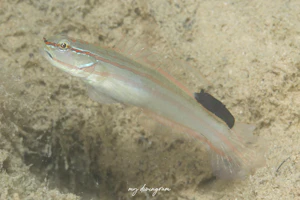 ホホベニサラサハゼ