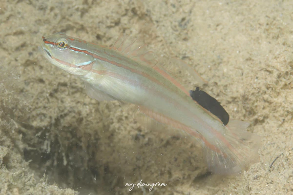 ホホベニサラサハゼ