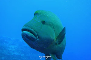 メガネモチノウオ