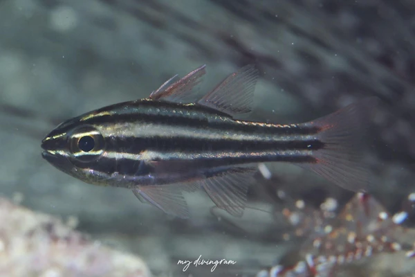 ミスジテンジクダイ