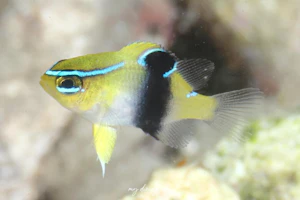 バーチークダムゼル