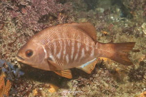 ブラックパーチ