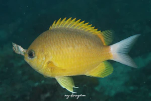 コガネスズメダイ