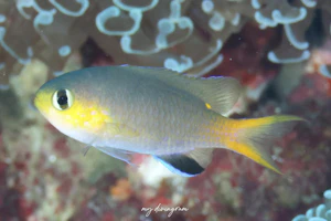 コビトスズメダイ