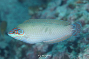 ホクロキュウセン