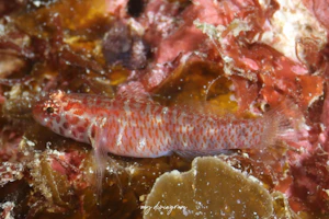 ホデリイソハゼ