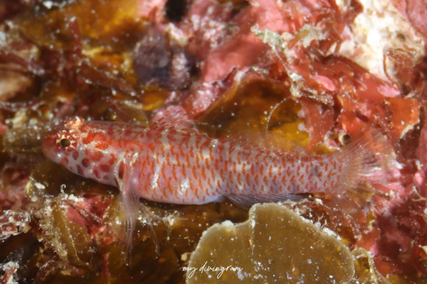 ホデリイソハゼ