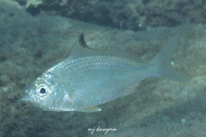 ミナミクロサギ