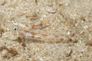 レッドストライプゴビー