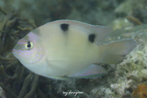 ホワイトダムゼル