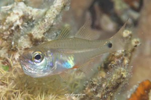 ウスモモテンジクダイ