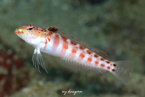 ハワイトラギス