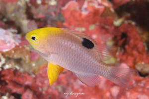 タルボッツダムゼル