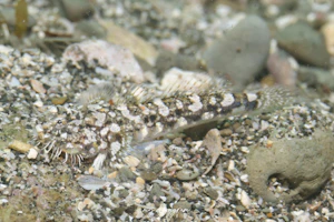 イトヒゲモジャハゼ