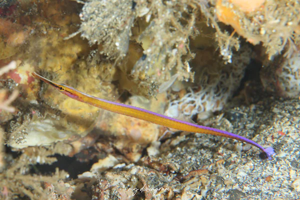 ダイダイヨウジ