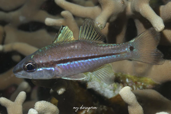 ユカタイシモチ