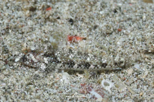 ヒシヒレオオモンハゼ