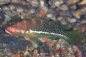 イレズミゴンベ